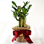 Bamboo Plant Elegant Gift
