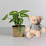 Syngonium Plant & Red White Teddy