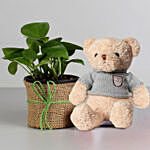 Beautiful Money Plant in Black Pot with Teddy Bear