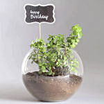 Jade Plant With Personalised Birthday Cap Cushion