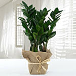 Jute Wrapped Zamia Potted Plant With Personalised Magic Led Mirror