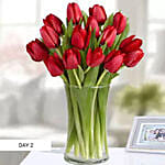 Beautiful Tulips Everyday