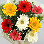 8 Mixed Brilliance Gerbera Blossoms