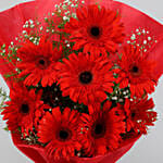 8 Red Elegance Gerbera Blossoms