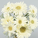 8 Serene White Gerbera Vase