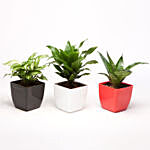 Set Of 3 Green Plants In Plastic Pots