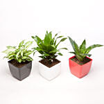 Set Of 3 Green Plants In Plastic Pots