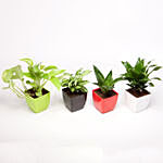 Set Of 4 Green Plants In Beautiful Plastic Pots