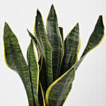 Attractive Milt Sansevieria Plant