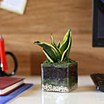 Lotus Sansevieria Plant 3 Glass Terrarium