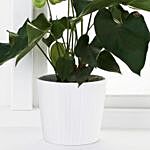 Beautiful Anthurium Plant In White Round Pot