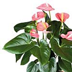 Blooming Anthurium Plant In Round Red Pot
