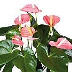 Blooming Anthurium Plant In Round Red Pot