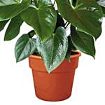 Blooming Anthurium Plant In Round Red Pot