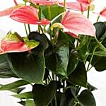 Flowering Anthurium Plant In Round White Pot