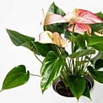 Flowering Anthurium Plant In White Round Pot