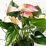 Flowering Anthurium Plant In White Round Pot