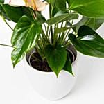 Flowering Anthurium Plant In White Round Pot