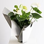 Flowering Anthurium Plant Wrapped In Paper