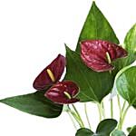 Anthurium Plant In Square Shaped Red Pot