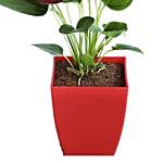 Anthurium Plant In Square Shaped Red Pot