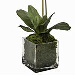 Faux White Orchid Plant In Square Glass Vase