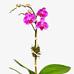 Mini Purple Moth Orchid Plant In Fishbowl Vase