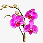 Mini Purple Moth Orchid Plant In Fishbowl Vase