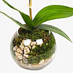 Mini Purple Moth Orchid Plant In Fishbowl Vase