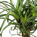 Ponytail Palm Plant In Ceramic Pot