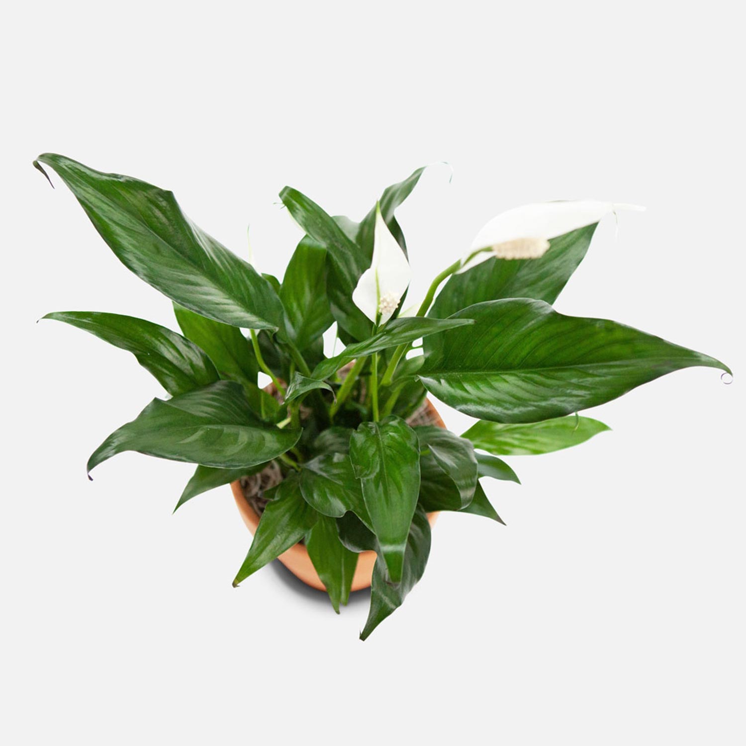 Spathiphyllum Plant In Nursery Pot