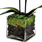 Two Stem Moth Orchid Plant In Glass Vase