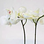 Two Stem Moth Orchid Plant In Ivory White Pot