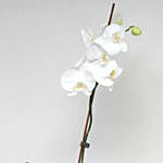 Vanda Pachara Delight Orchid Plant In Nursery Pot