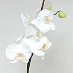 Vanda Pachara Delight Orchid Plant In Nursery Pot