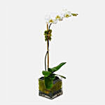 White Moth Orchid Plant In Square Glass Vase