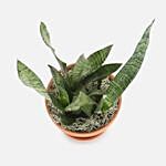 Air Purifying Snake Plant In Nursery Pot