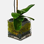 White Moth Orchid Plant In Square Glass Vase