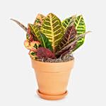 Croton Petra Plant In Nursery Pot