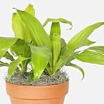 Dracaena Limelight Plant In Nursery Pot