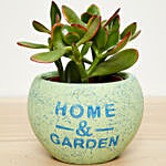 Crassula Plant In Beautiful Pot