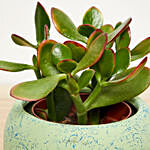 Crassula Plant In Beautiful Pot