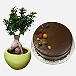 Chocolate Cake With Bonsai Plant