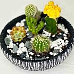 Chocolate Cake With Cactus Echeveria Plant