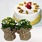 Coffee Cake With Jute Wrapped Dual Potted Plant