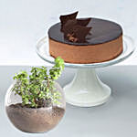 Crunchy Chocolate Cake With Jade Plant