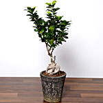 The Top Cake With Ficus Bonsai Plant