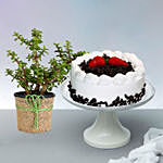 Black Forest Cake With Jade Plant