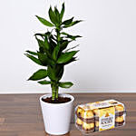 Dracaena Plant with Ferrero Rocher