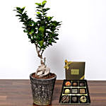 Ficus Bonsai Plant with Happy Birthday Chocolate